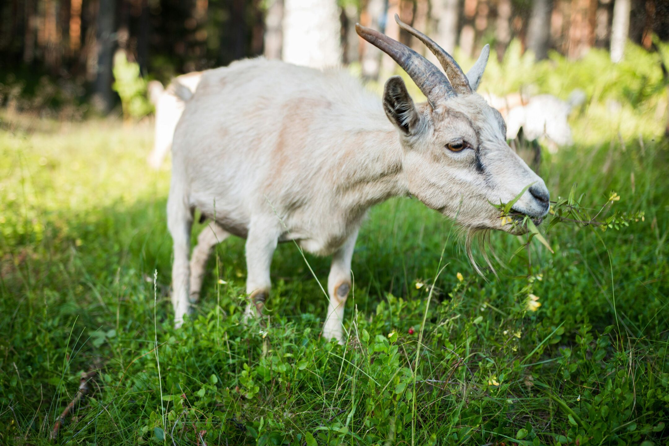 Elinett | Geit på beite holder krattskogen nede